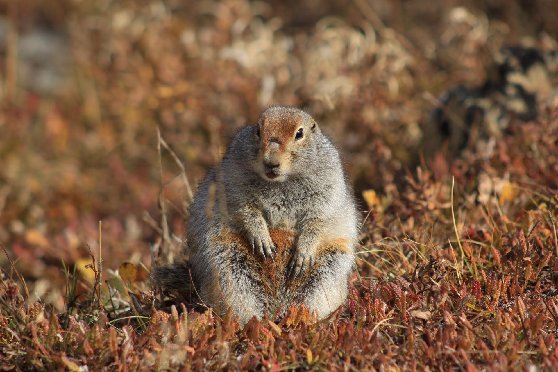 Groundhog Photo